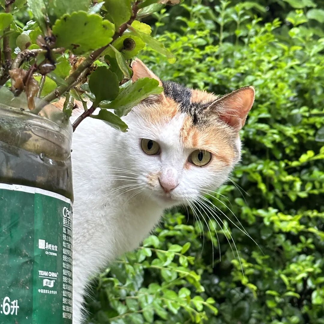 流浪猫