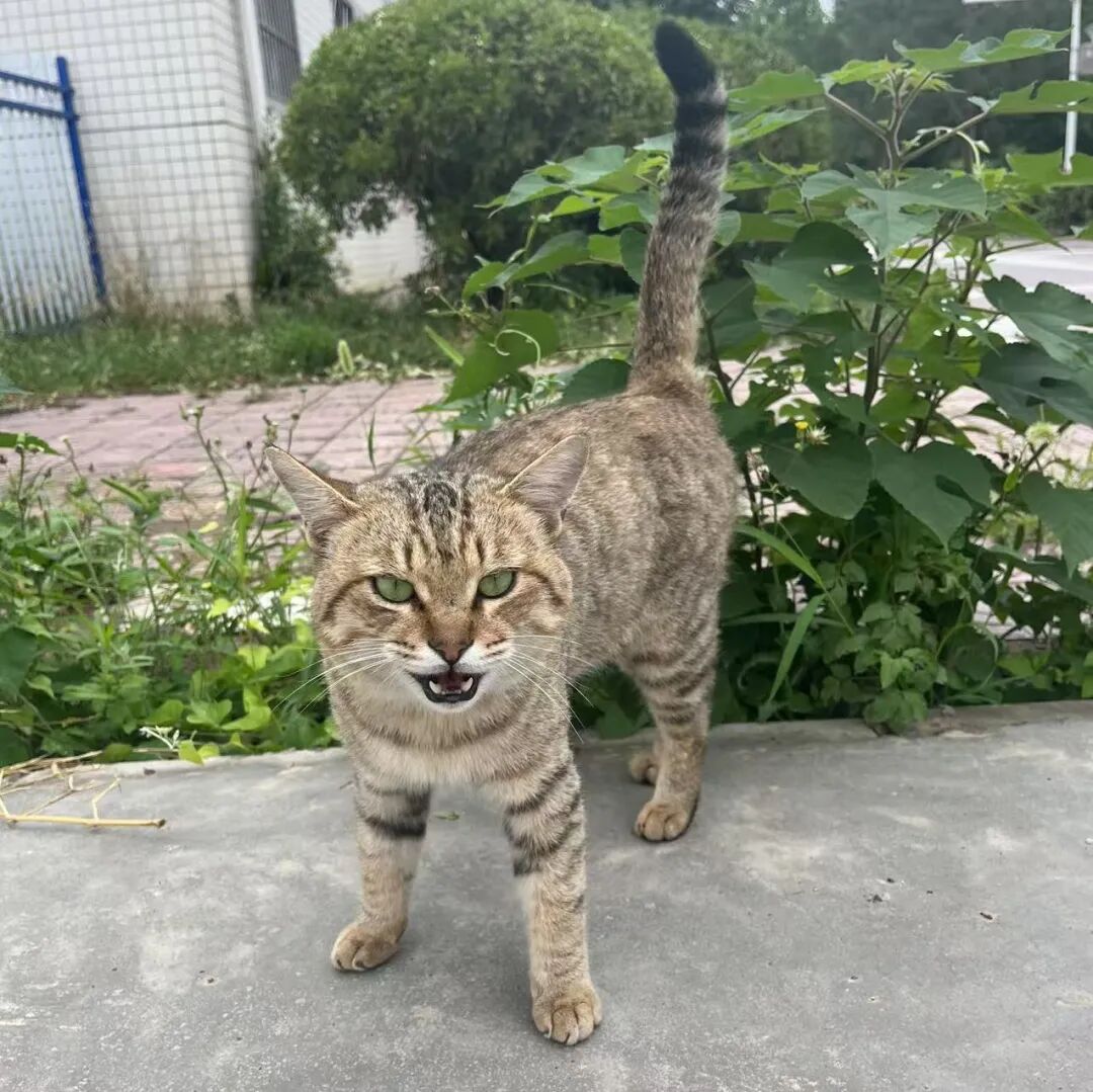 李华